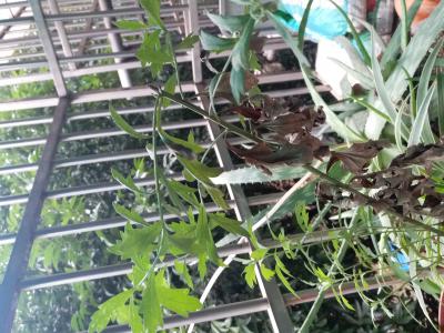 我是卖家有艾草艾叶生的干的在成都
