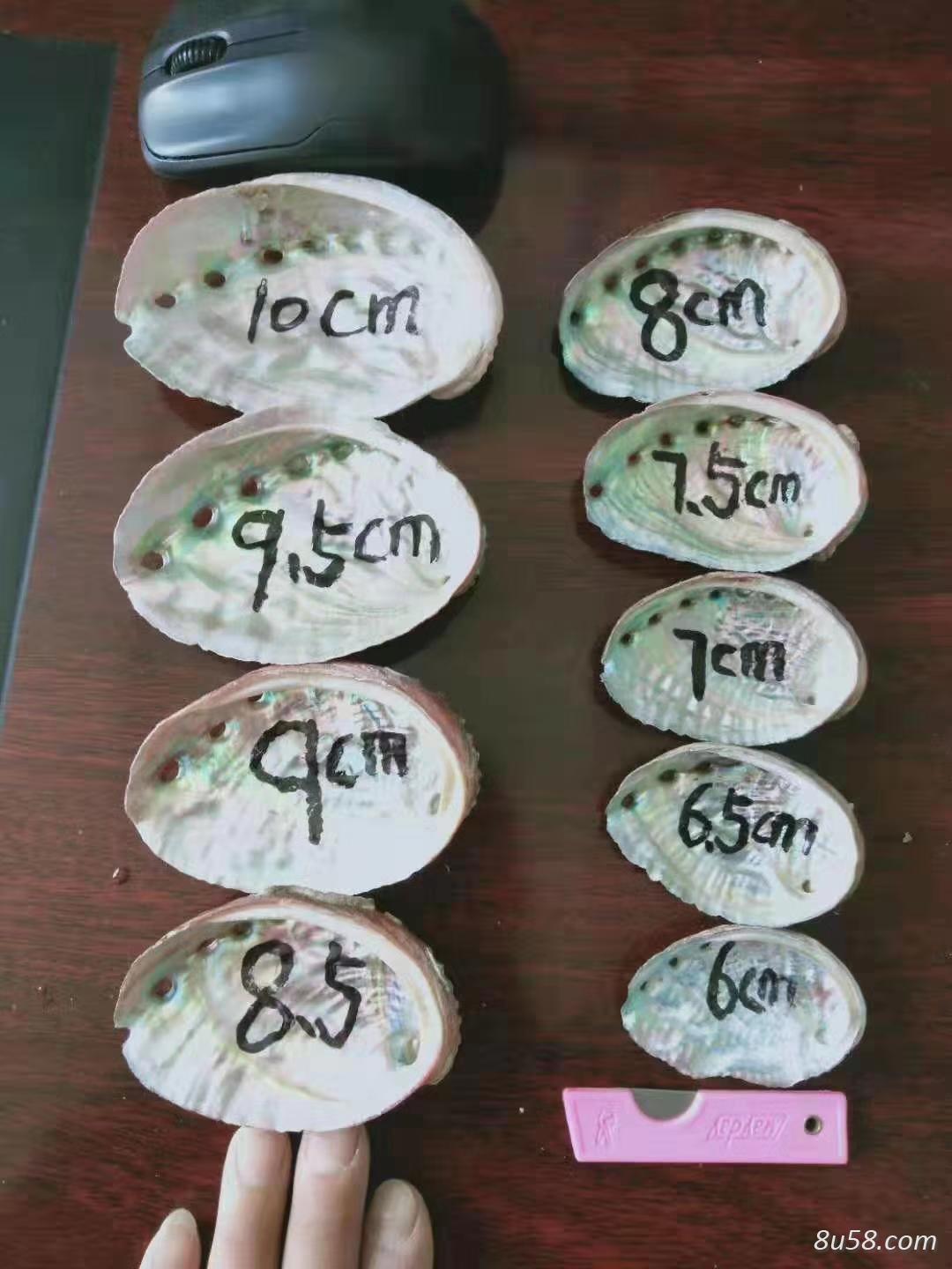 福建 石决明/鲍鱼壳   中 大统货