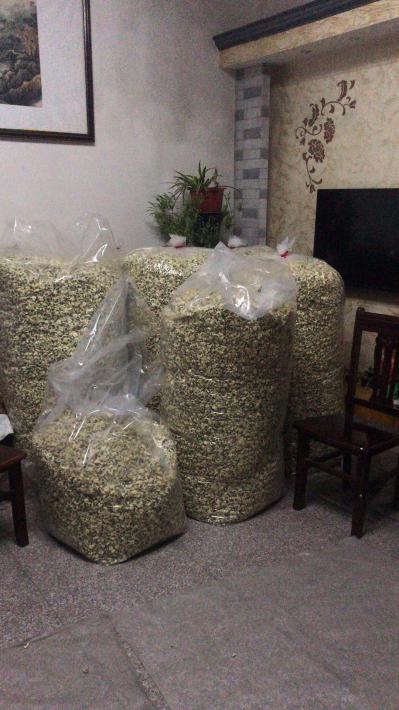 自己家种的黄山贡菊和金丝黄菊