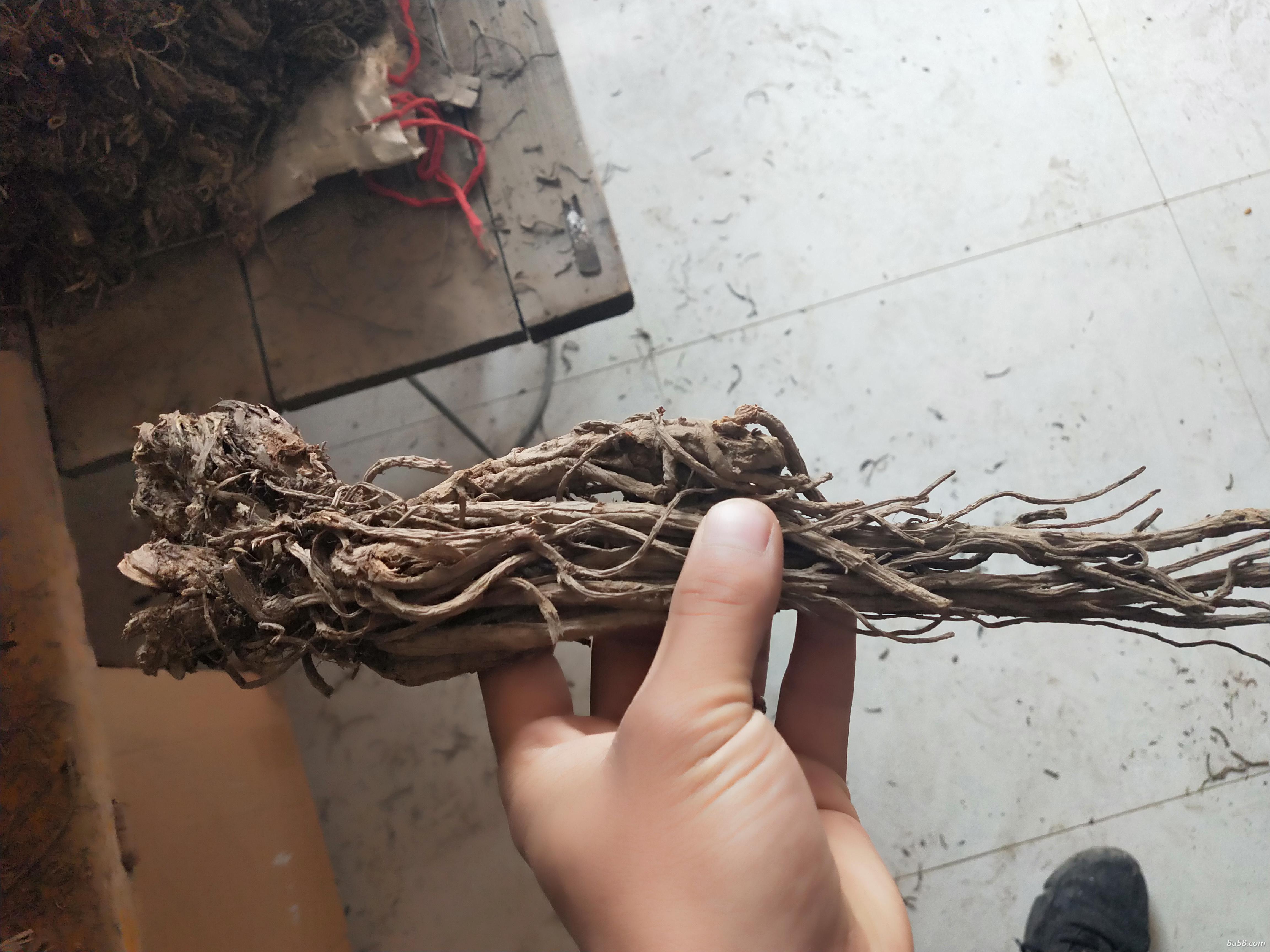 羌活要多少有多少都是自产的