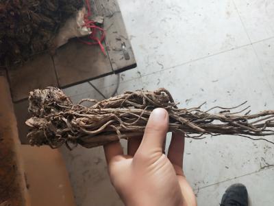 羌活要多少有多少都是自产的