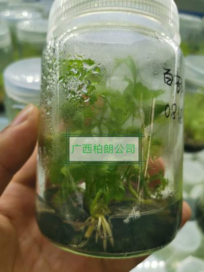 百部组培苗