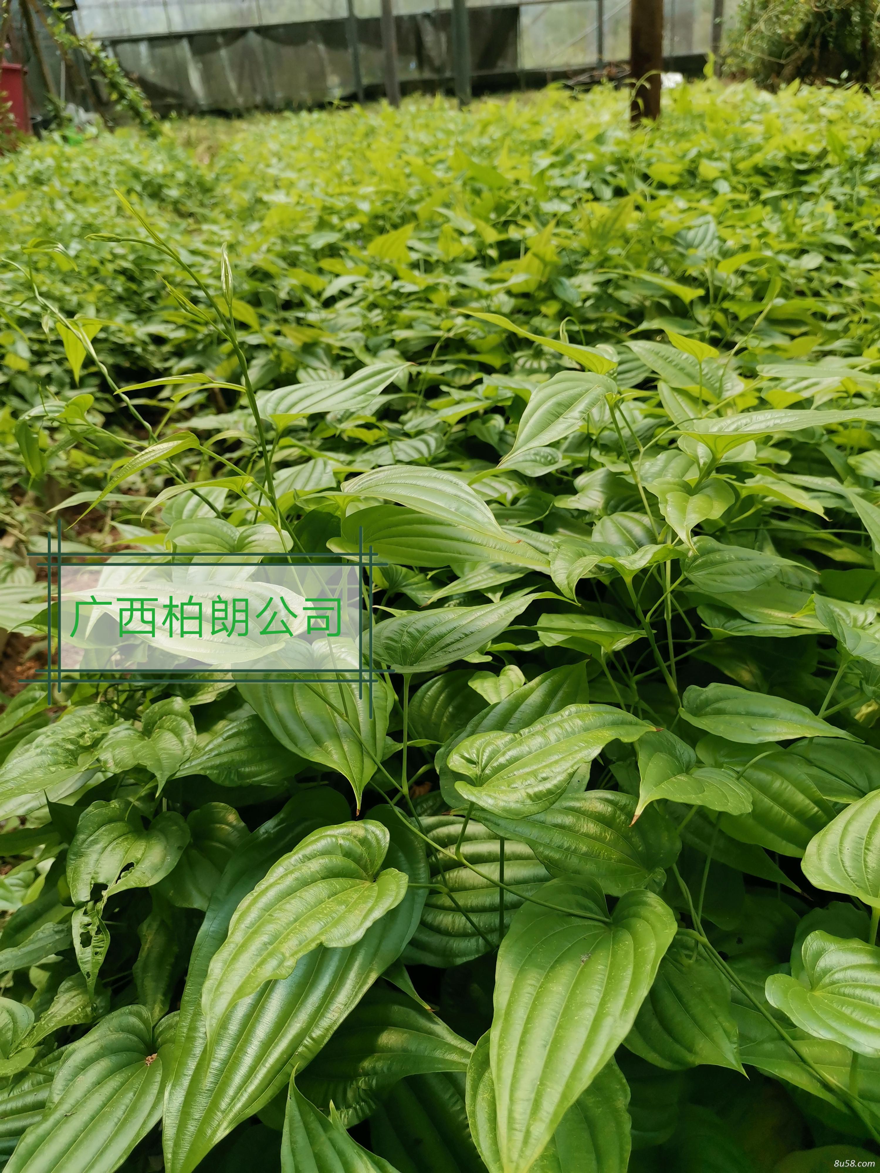 百部种苗