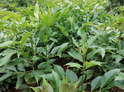 大量出售吴茱萸扦插苗