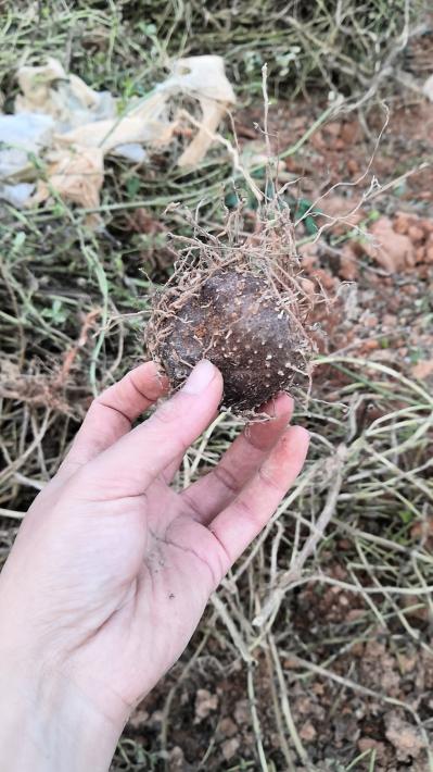 野生黄独