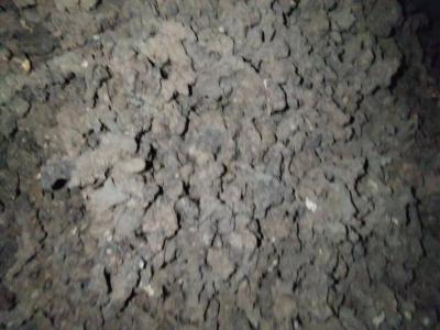 自家种植的猪苓，干货一千公斤左右，出售  价钱可商量