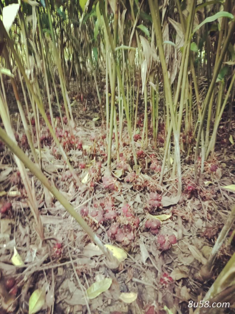 大量砂仁苗出售