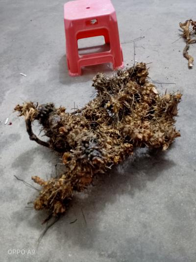 天然金刚腾