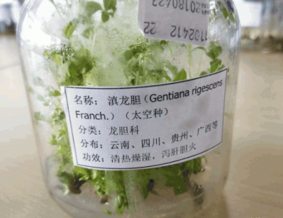 龙胆草瓶苗批发