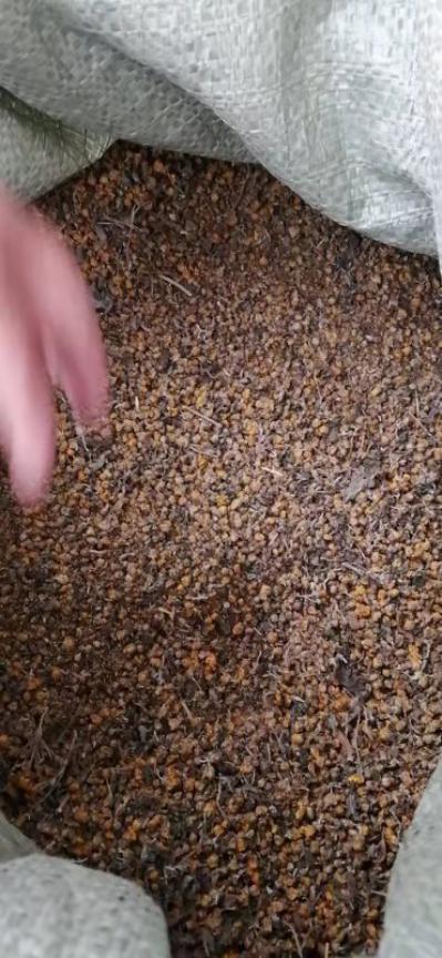 纯野菊花 非种植的 经检测药物成分含量高 存量10-15吨左右出售