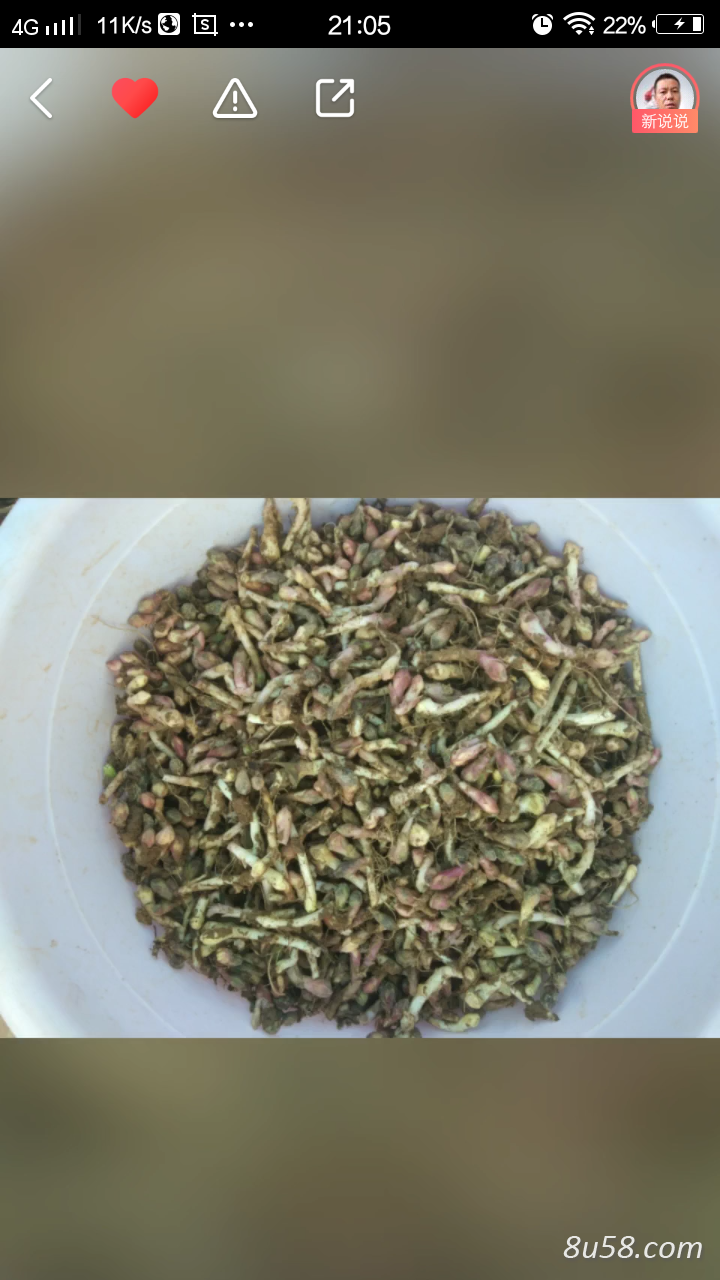 种植地鲜冬花大量出售