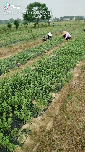 江西单叶蔓荆子苗