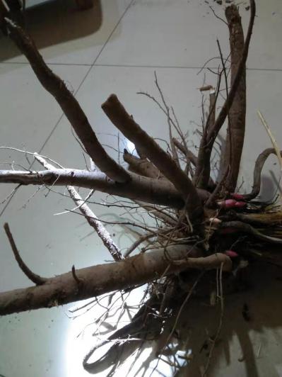 自种50亩5年生鲜白芍