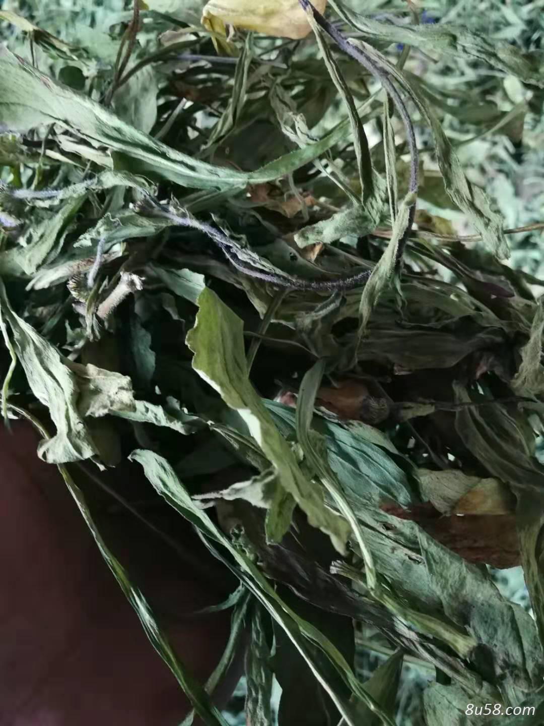灯盏细辛（灯盏花）