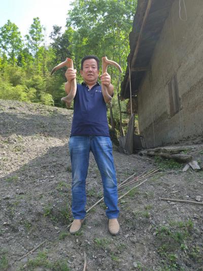 鹿茸整只