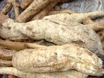 大量供应野生葛根