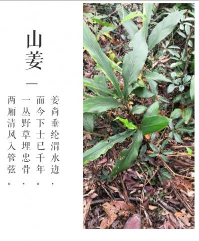 野生山姜