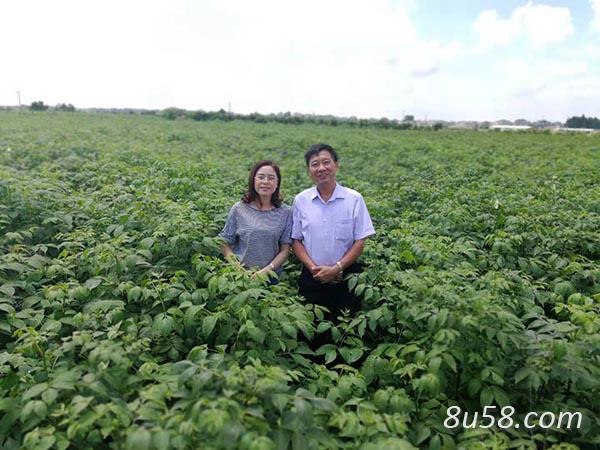 吴茱萸苗今冬明春可供55万株