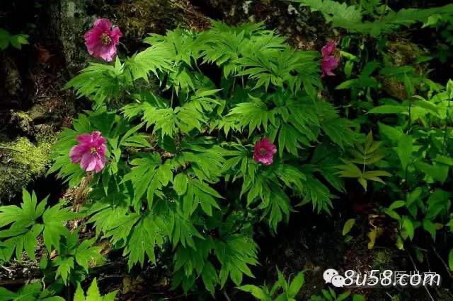 鲜白芍1200亩