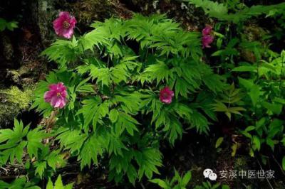 鲜白芍1200亩