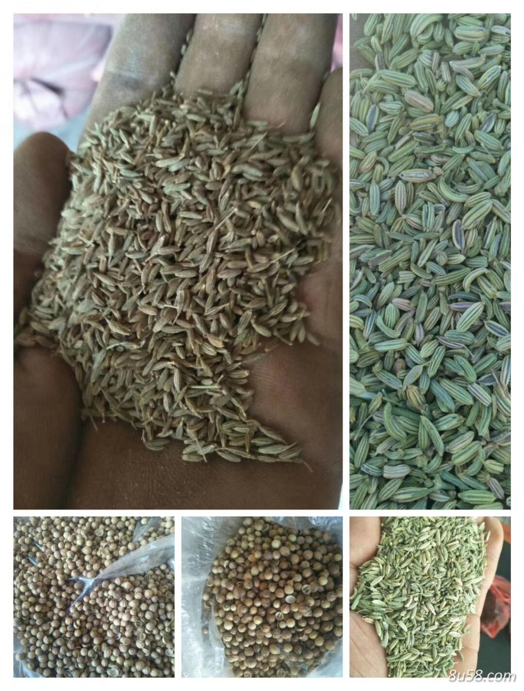 茴香种子商品