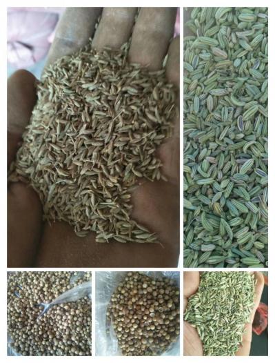 茴香种子商品