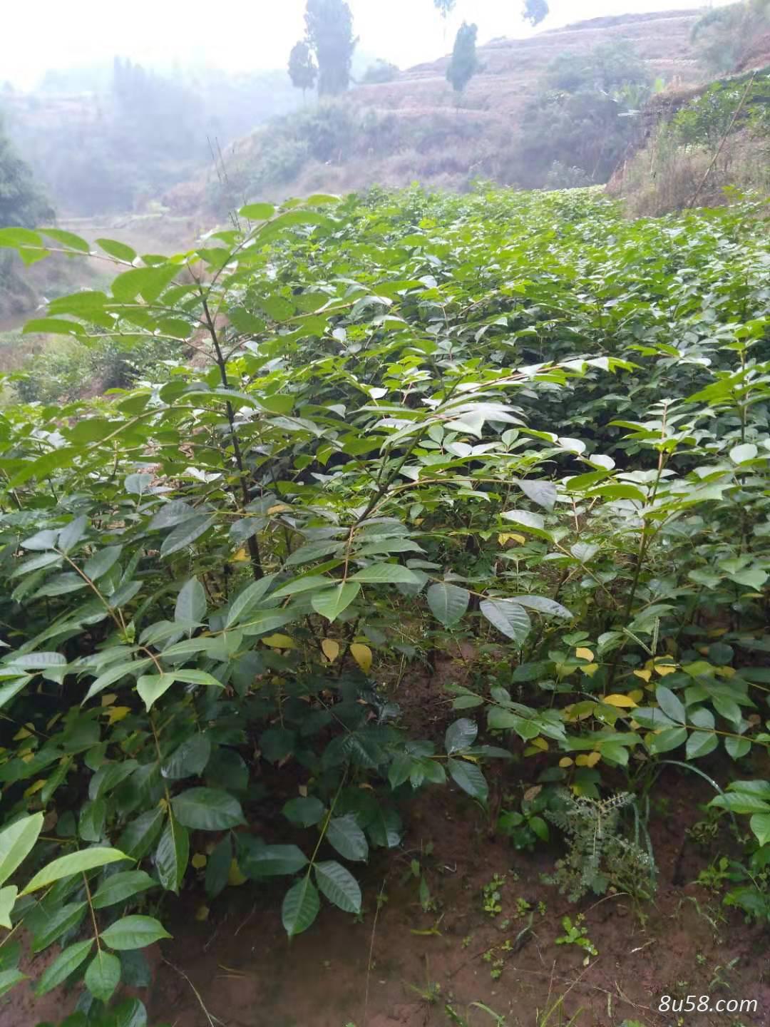 江西中花吴茱萸