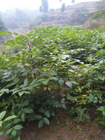 江西中花吴茱萸
