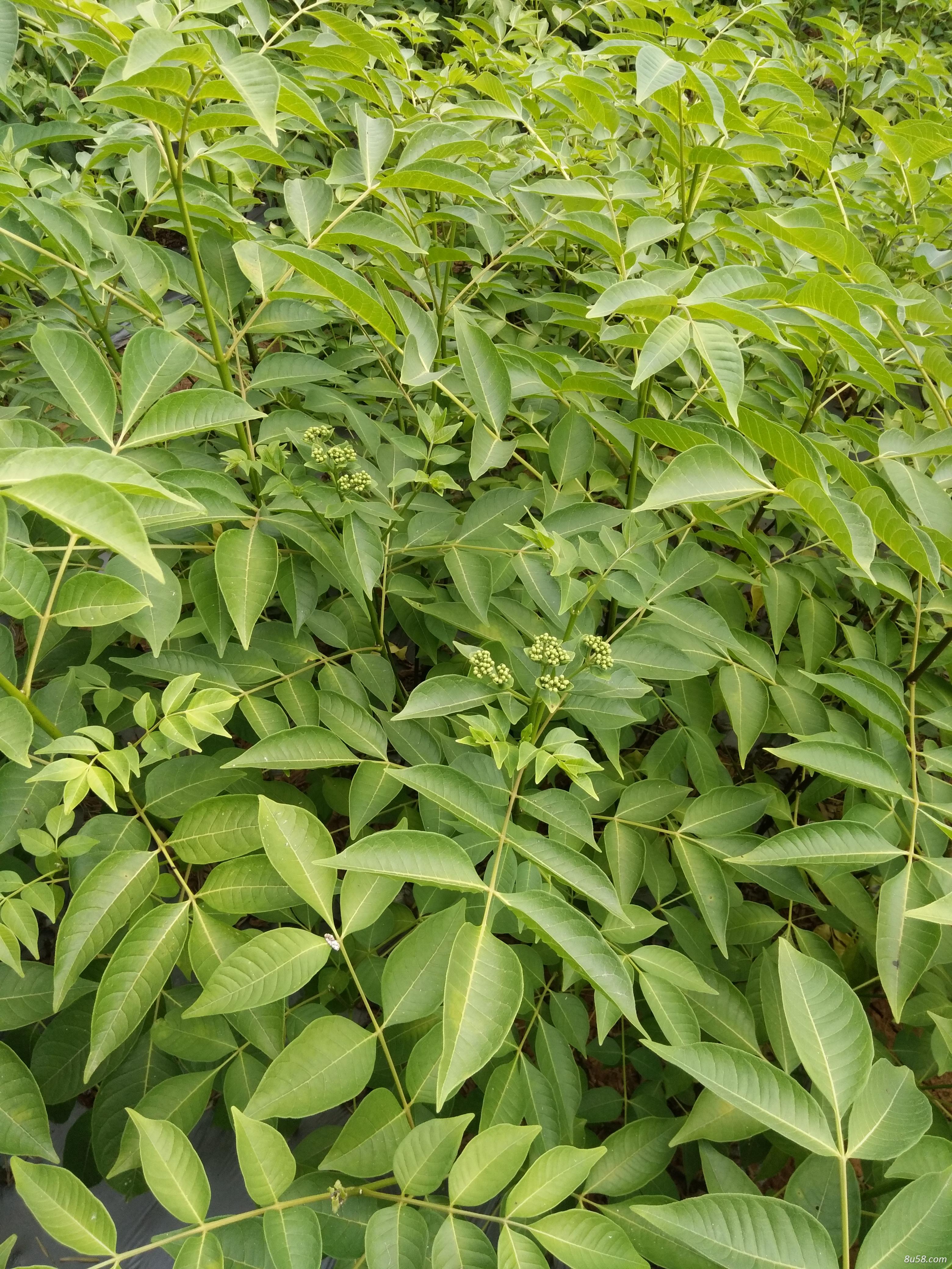 吴茱萸 优质江西中花吴茱萸 江西正宗中花吴茱萸 吴茱萸苗 一年苗吴茱萸 吴茱萸 优质江西中花吴茱萸 江西正宗中花吴茱萸 吴茱萸苗 一年苗吴茱萸