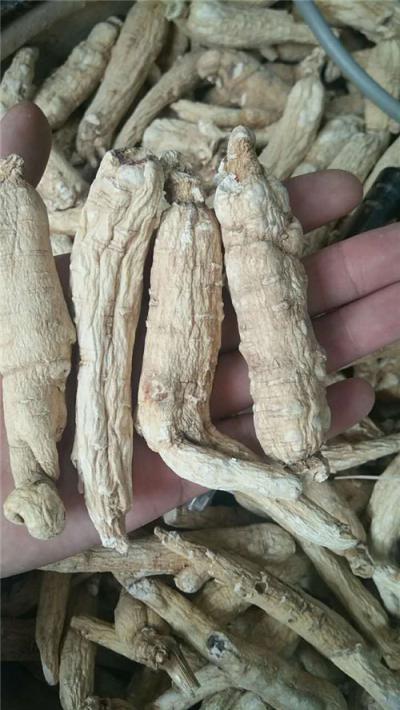 供应西洋参 每日报价