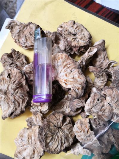 供应菊苣根 每日报价