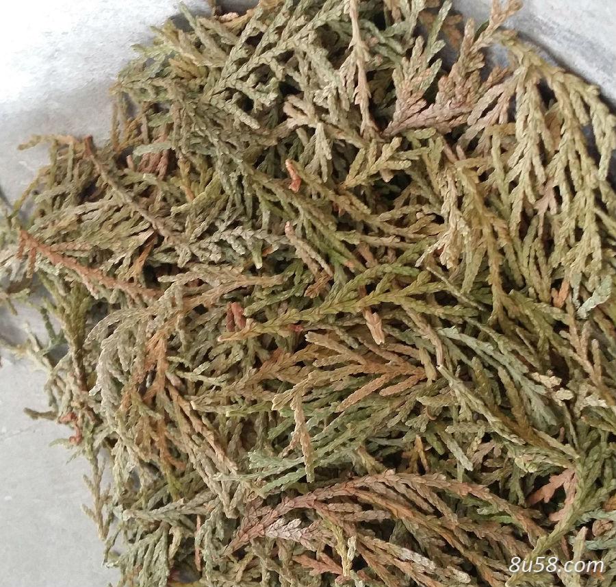供应侧柏叶 每日报价