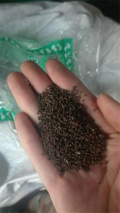 供应白花菜子 白花菜子哪里有卖 每日报价