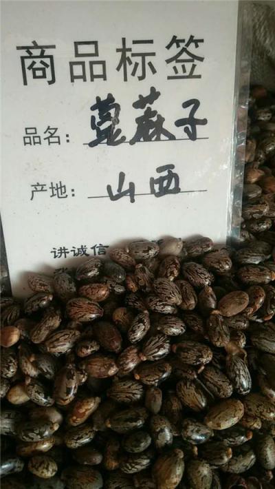 蓖麻子批发零售哪里有卖 蓖麻子供应