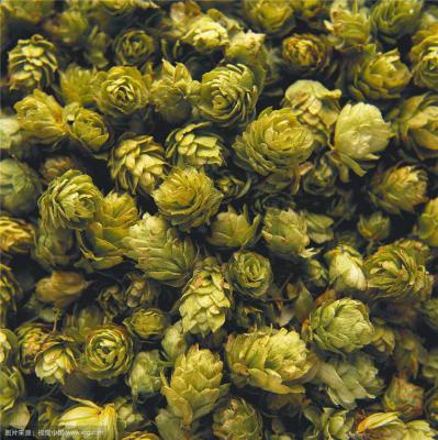 供应啤酒花正品 啤酒花 每日报价