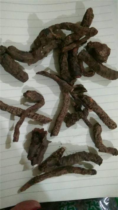 供应盘龙七 盘龙七多少钱 每日报价