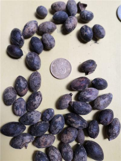 供应蒲葵子哪里能买到多少钱