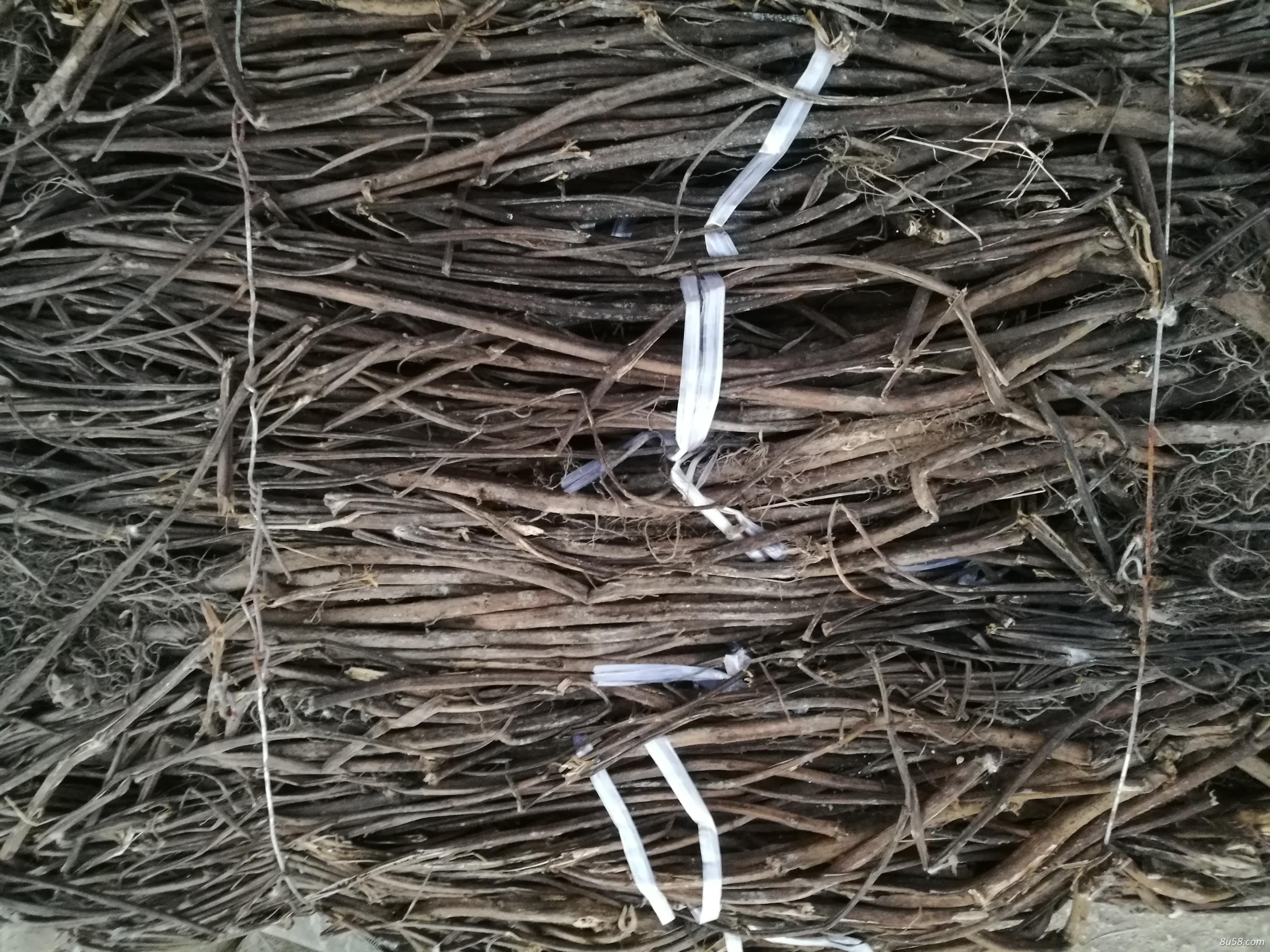 大量提供香排草（干货）