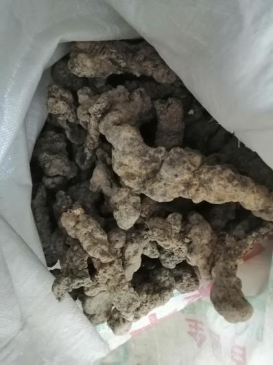猪苓大统货