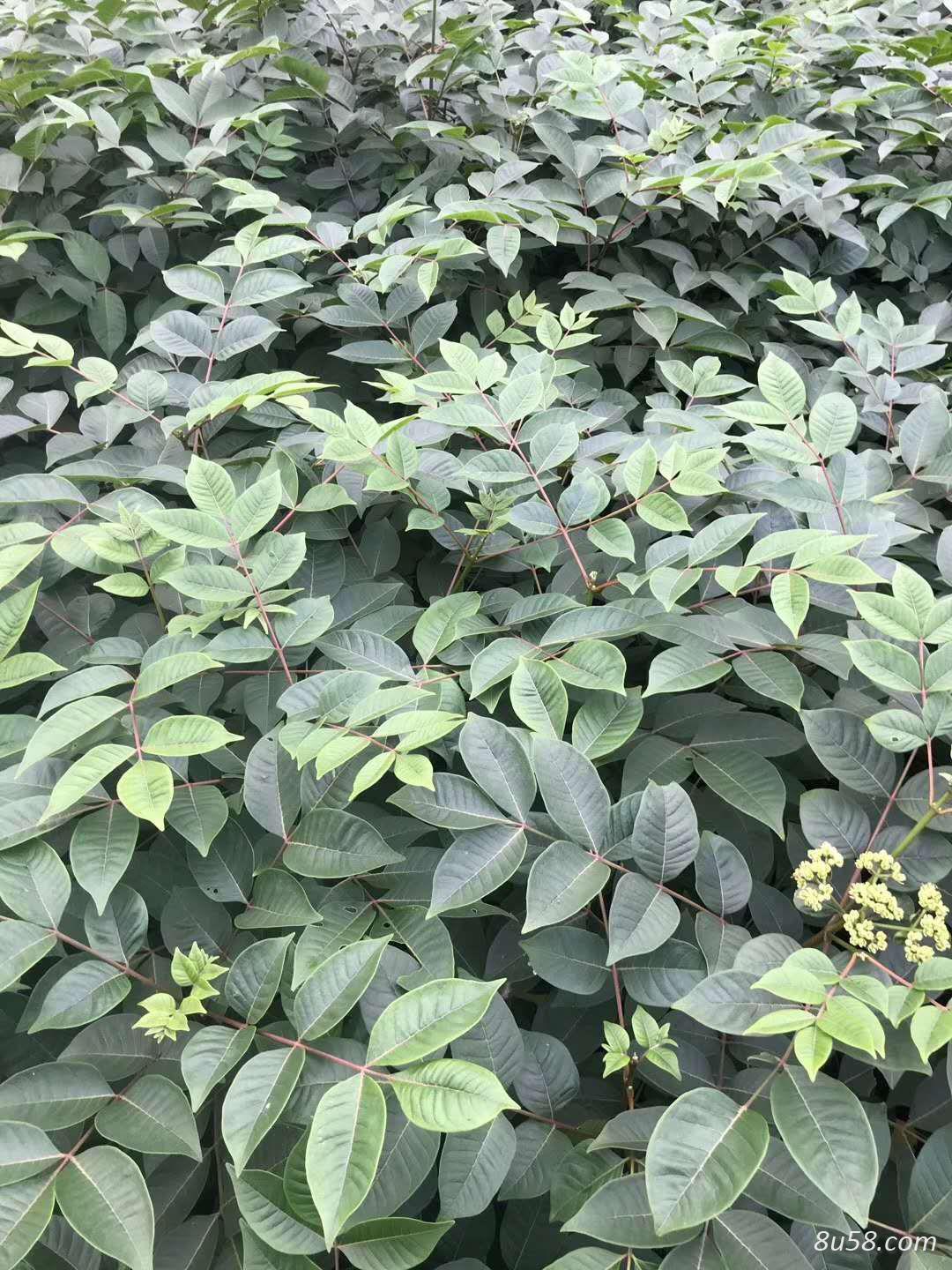 吴茱萸苗 中花吴茱萸苗 现挖现发