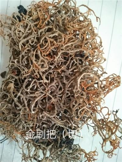 中药材金刷把哪里能买到 每日报价