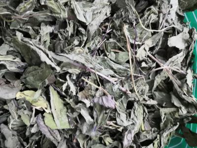 中药材夹竹桃哪里能买到 夹竹桃供应