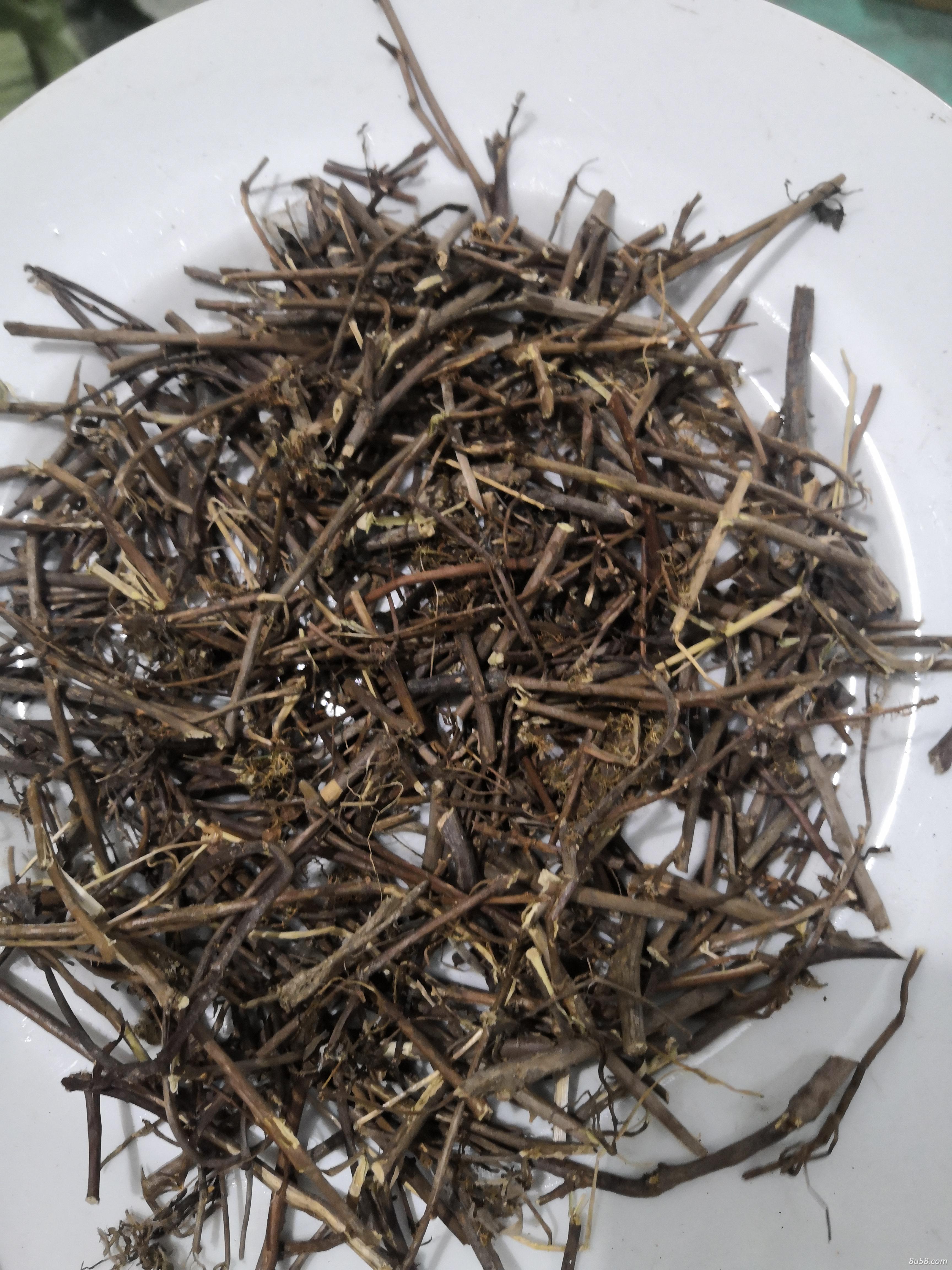 中药材含羞草供应 含羞草哪里可以买到