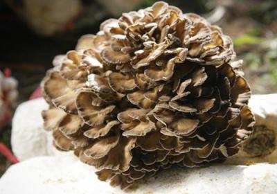 药材灰树花正品供应 灰树花哪里有卖