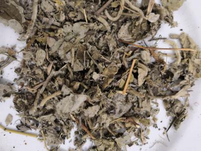 寻骨风正品供应 寻骨风每日报价