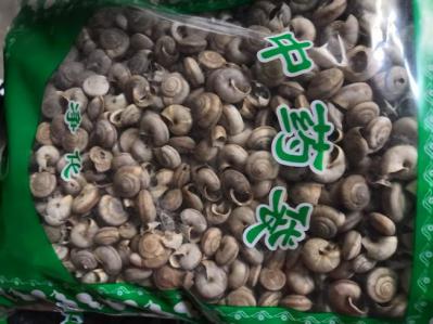 中药材蜗牛哪里能买到 蜗牛供应