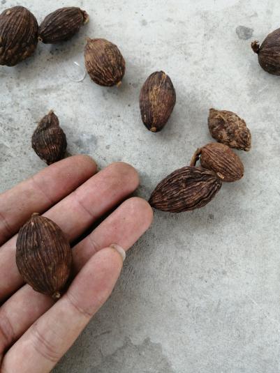 大量草果销售