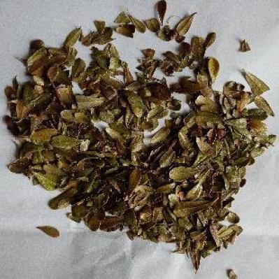 越橘叶哪里能买到 越橘叶每日报价