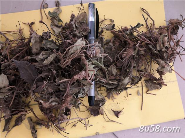 兔儿伞哪里能买到 兔儿伞正品供应