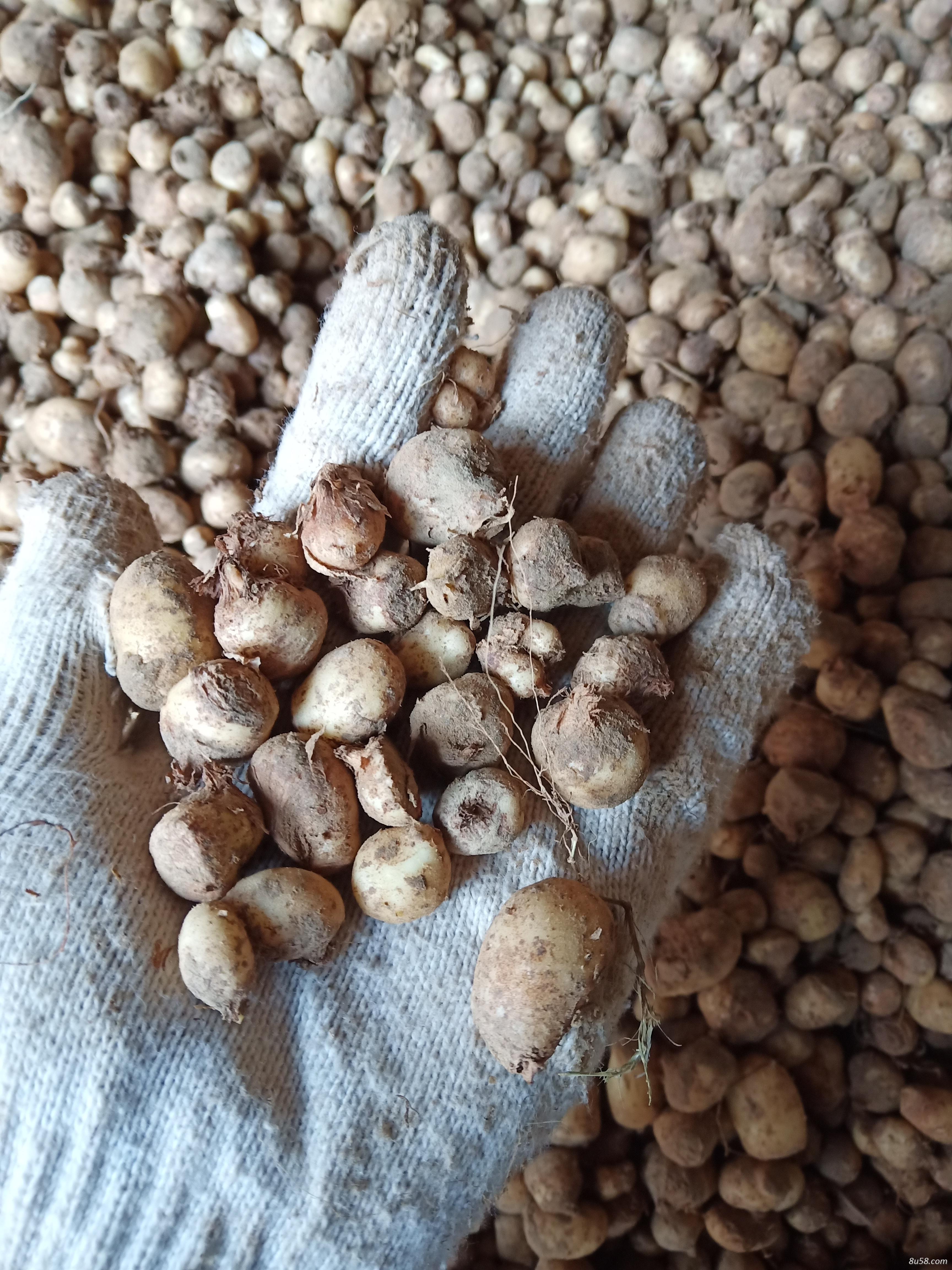 旱半夏种球!!!山东菏泽产地旱半夏种球直销,好管理产量高,质量绝对有保证。 旱半夏种球!!!山东菏泽产地旱半夏种球直销,好管理产量高,质量绝对有保证。